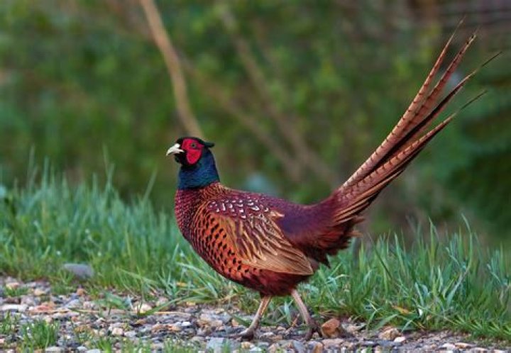 Are there still pheasants in Ohio?