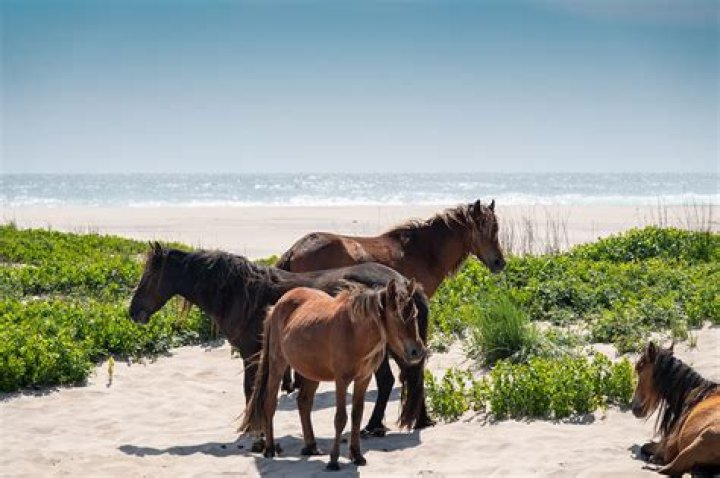 Are there still wild horses on Sable Island?