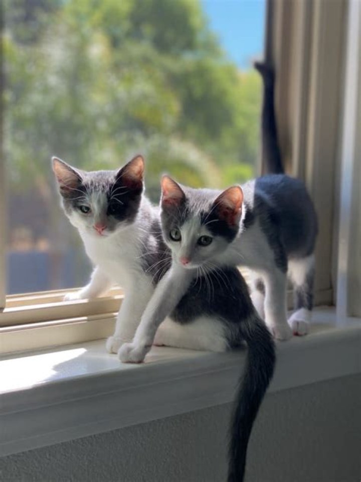 Can you put siblings up for adoption?