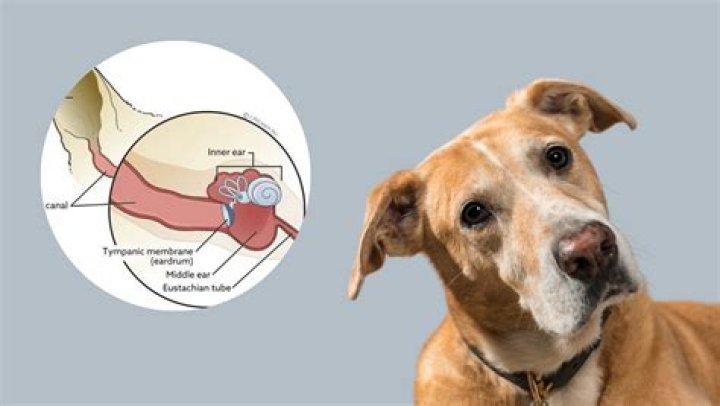 Do dogs recover from idiopathic vestibular disease?