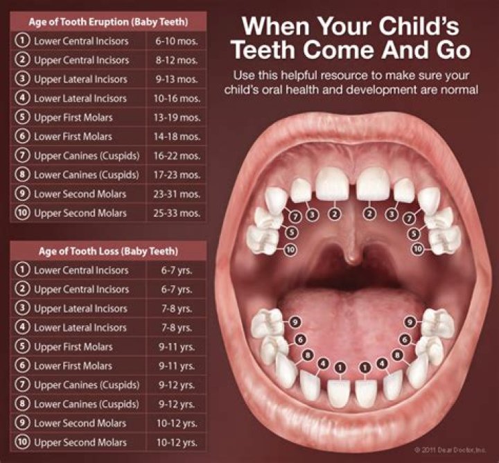 Do molars come in at 8 years old?
