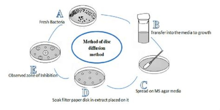 Does the disc diffusion technique measure bacteriostatic or bactericidal activity?