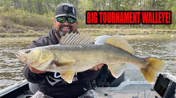 How do walleye tournaments work?