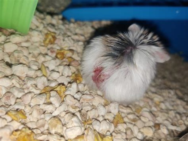 How do you treat dwarf hamster wounds?