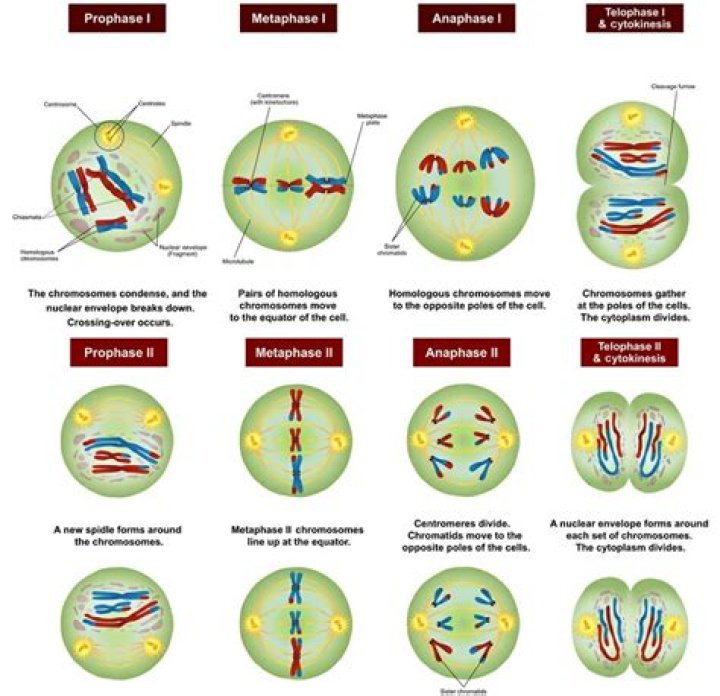 How many cells are in each stage of meiosis?