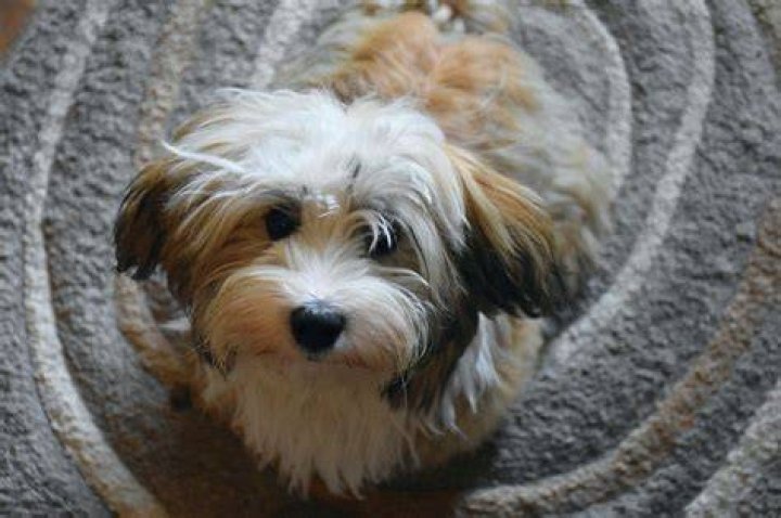 How much does a Havanese mix cost?