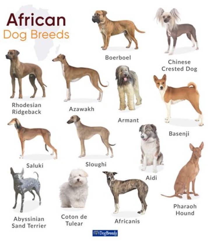 How much does it cost to adopt a dog in South Africa?