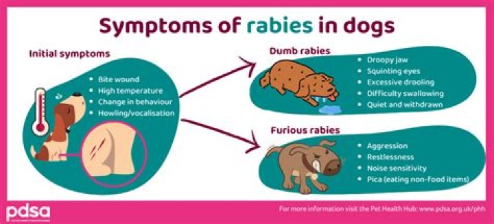 Is pseudorabies in pigs the same as rabies in dogs?
