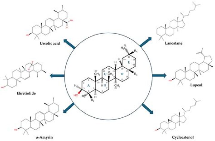 What are the benefits of triterpenoids?