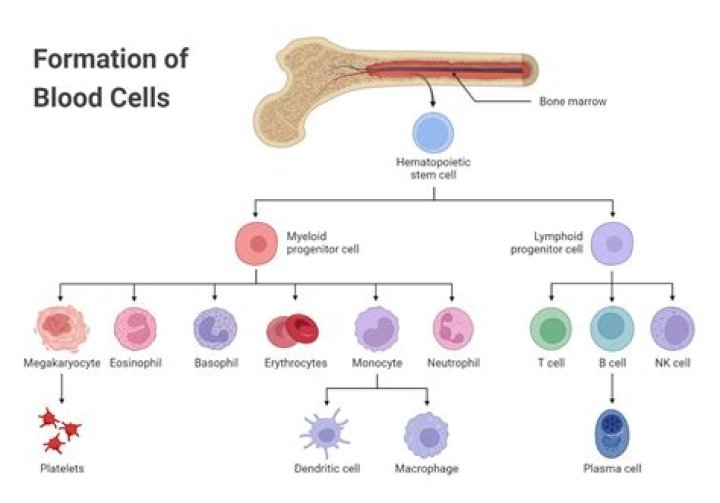 What are the cells seen in blood film?