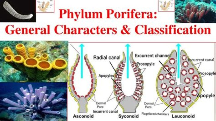 What are the classification of porifera?