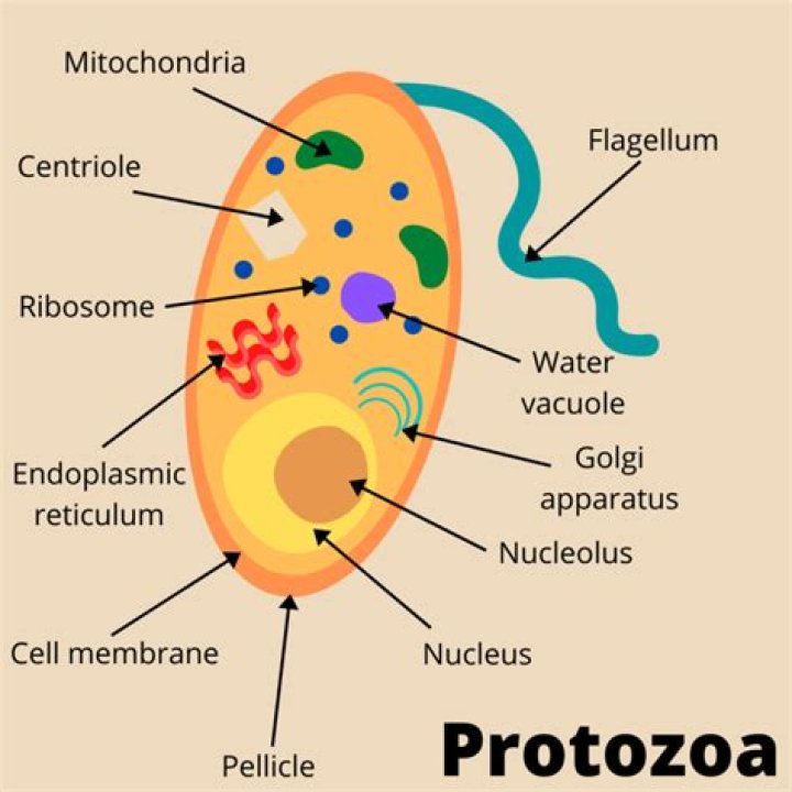 What are the intestinal protozoa?