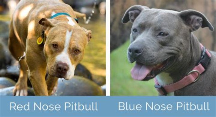 What do you call a red and blue nose pitbull?