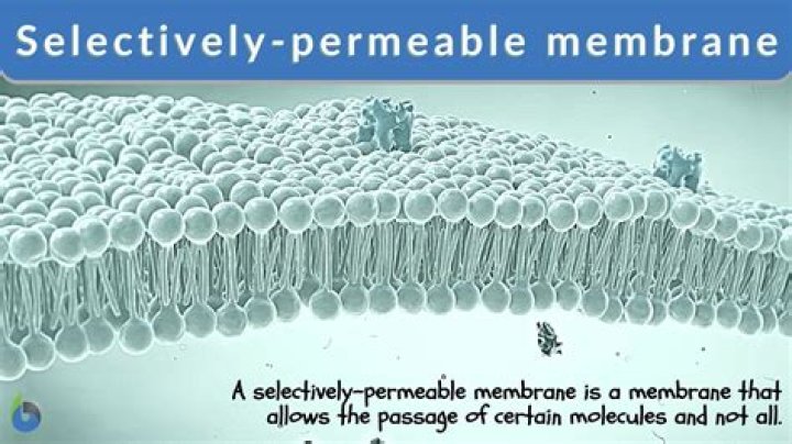 What is selectively permeable?