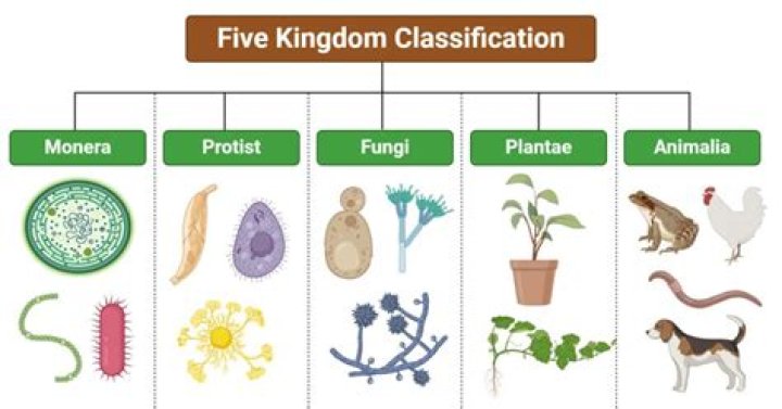 What is the classification of Nkoni?