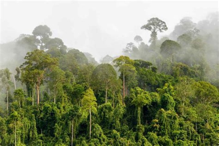 What is the climate of rainforest biome?