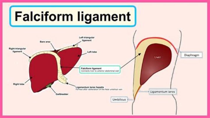 What is the falciform ligament?