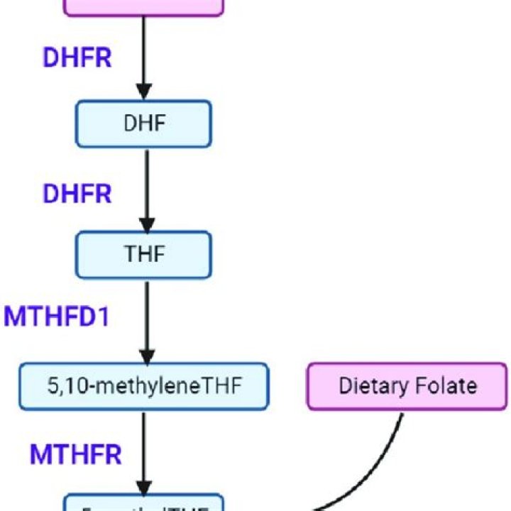What is the function of dihydrofolate reductase?