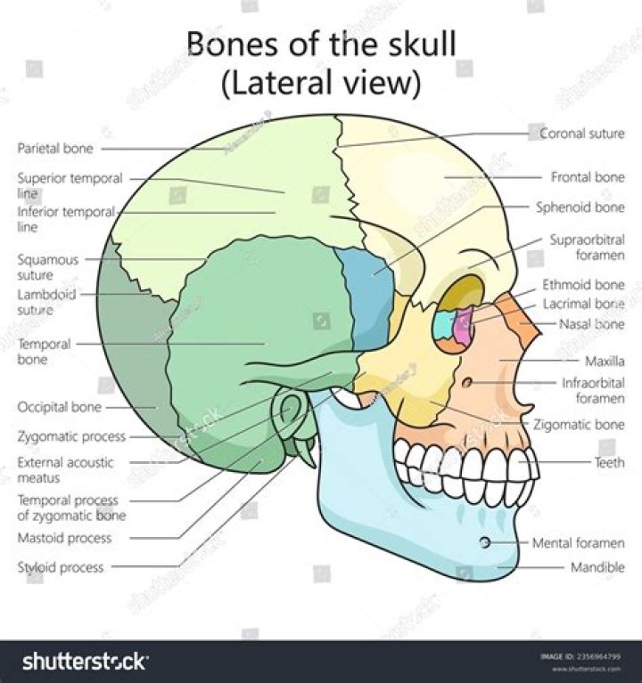 What is the lateral view of skull?