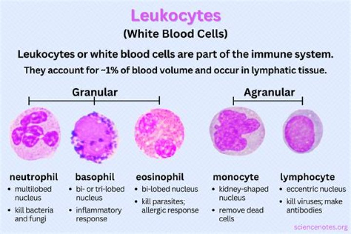 What is the name of the process that produces leukocytes?