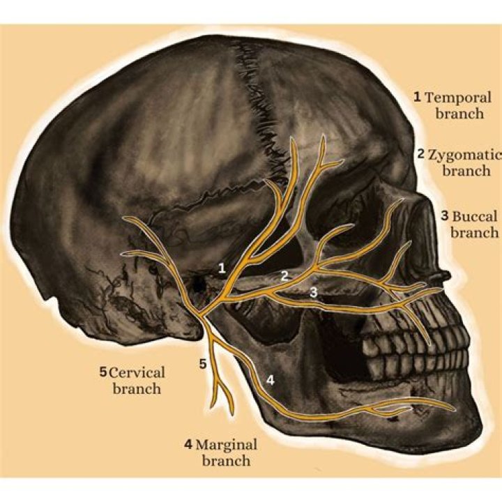 What nerve runs through the jaw?