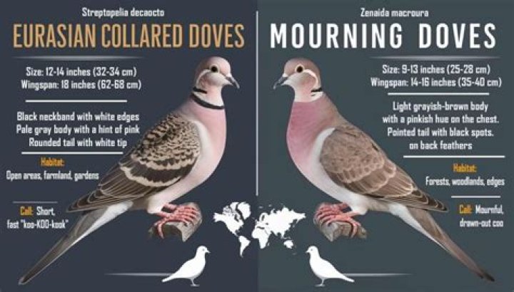 What noise do collared doves make?