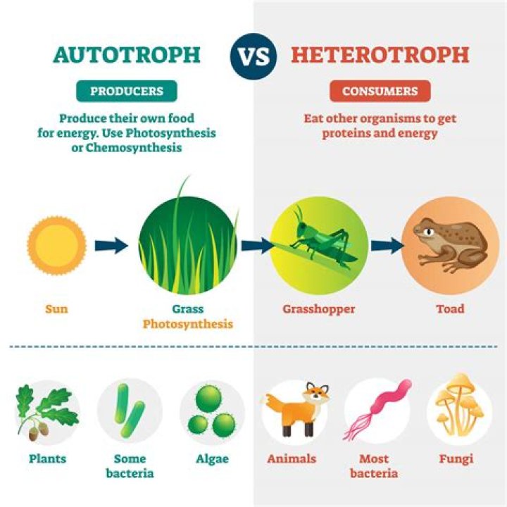 What organelles do autotrophs have?