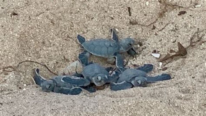 What season do baby sea turtles hatch?