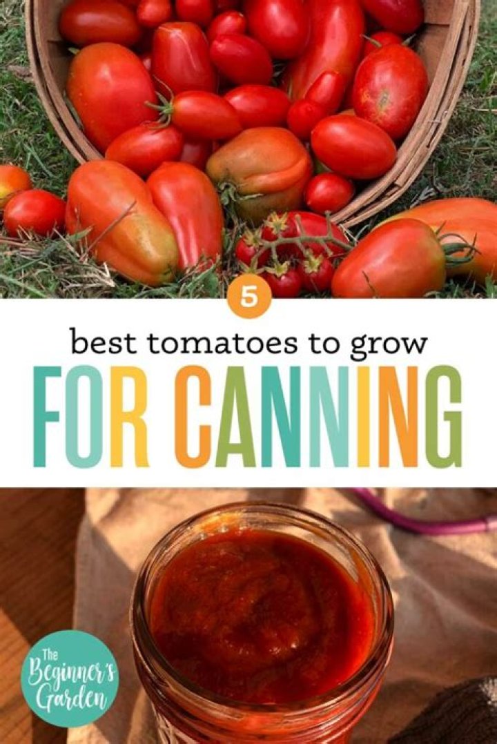 What variety of tomato is best for canning?