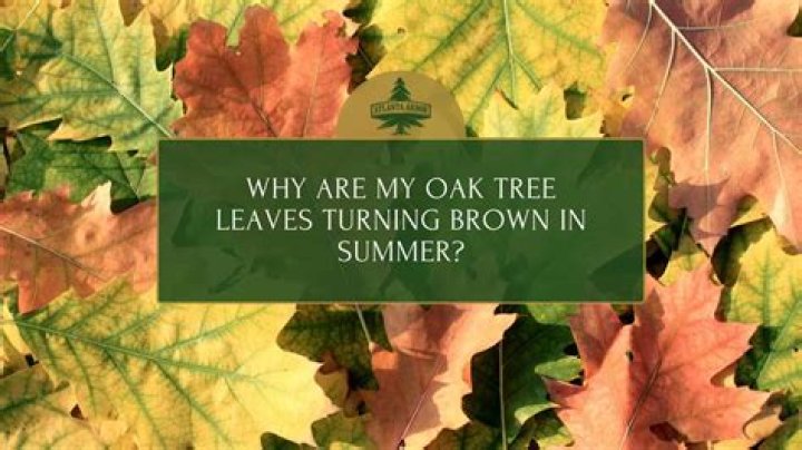 Why are my oak tree leaves turning brown?